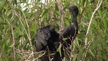 Little Black Cormorant on nest drying plumage wide