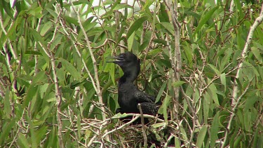 Little Black Cormorant on nest mate arrives wide