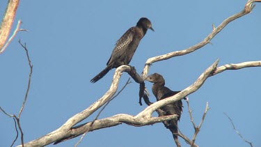 Little Black Cormorant perched pair wide