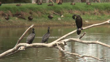 Little Black Cormorant perched trio wide