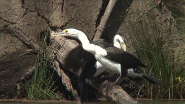 Pied Cormorant feeding juvenile chicks close