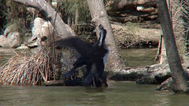 Pied Cormorant feeding juvenile chicks wide