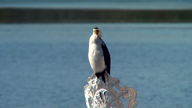 Pied Cormorant perched on a chair medium
