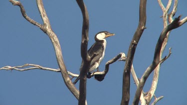 Pied Cormorant perched wide