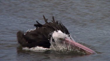 Australian Pelican bathing & preening close