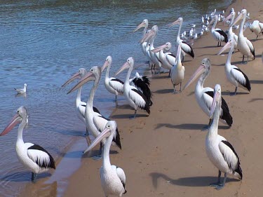 Australian Pelican great flock on beach wide