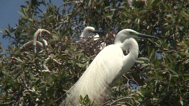 Eastern Great Egret on nest heronry wide