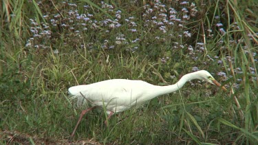 Intermediate Egret capturing a lizard medium