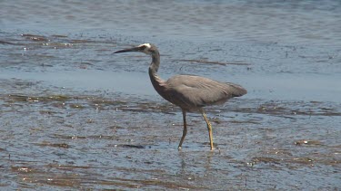 White-faced Heron capturing a crab wide