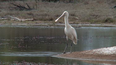 Yellow-billed Spoonbill on pond wide