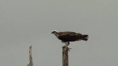 Eastern Osprey eating a fish wide