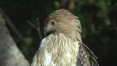 Whistling Kite juv perched ultra close