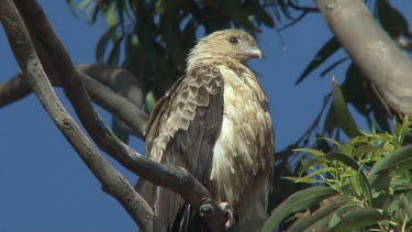 Whistling Kite perched medium