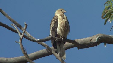 Whistling Kite perched wide