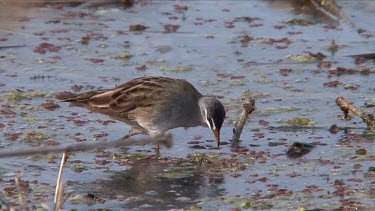 White-browed Crake in search of prey wide