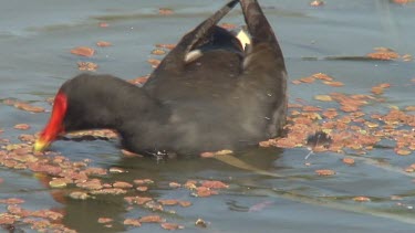 Dusky Moorhen feeding on pond medium
