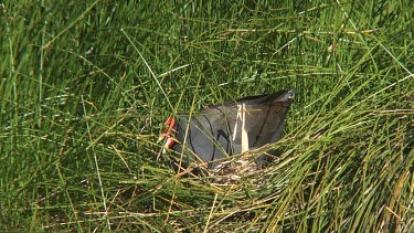 Dusky Moorhen on nest wide