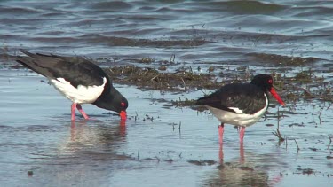 Australian Pied Oystercatcher pair feeding wide