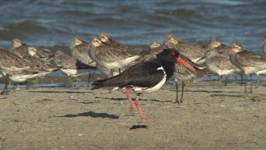 Australian Pied Oystercatcher walking, wades at back wide