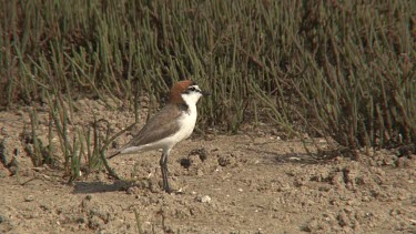 Red-capped Plover running wide