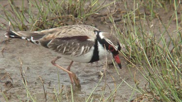 Black-fronted Dotterel feeding on pond  medium