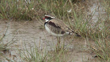 Black-fronted Dotterel on pond wide