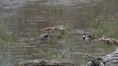 Black-fronted Dotterel skermaches on pond wide