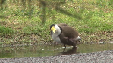 Masked Lapwing taking a shower