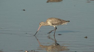 Bar-Tailed Godwit feeding wide