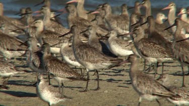 Bar-Tailed Godwit on the alert, big flock among other waders wide