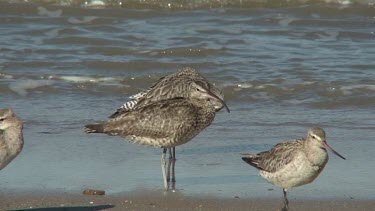 Whimbrel resting on roost, Gotwit behind medium