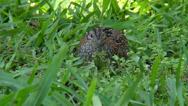 Painted Button-quail feeding wide