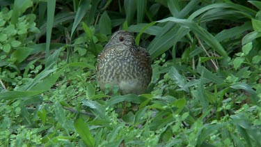 Painted Button-quail walking on the alert wide