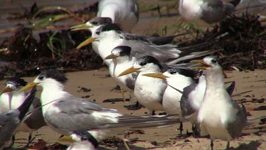 Crested Tern flock close