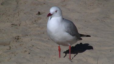 Silver Gull  on sand close