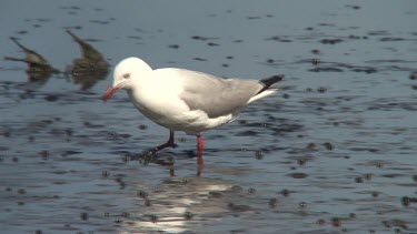 Silver Gull eating on a pond medium