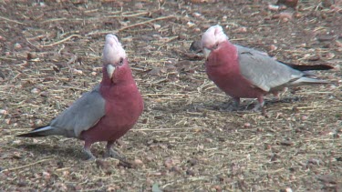 Galah on the ground crest wide