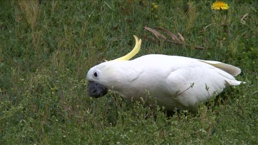 Sulphur-crested Cockatoo eating on grass close