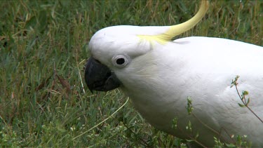 Sulphur-crested Cockatoo eating on grass ultra close