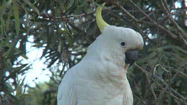 Sulphur-crested Cockatoo perched ultra close