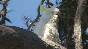Sulphur-crested Cokatoo perched near nest close
