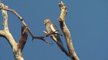 Cockatiel perched female wide