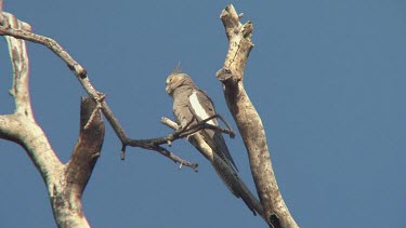 Cockatiel perched male wide