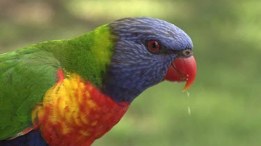 Rainbow Lorikeet close face