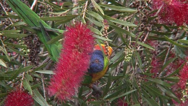 Rainbow Lorikeet feeding on bottlebrush close