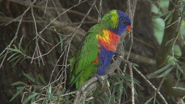 Rainbow Lorikeet perched close