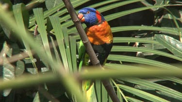 Red-collared Lorikeet close