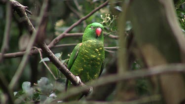 Scaly-breasted Lorikeet close