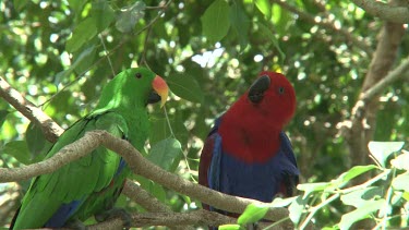 Eclectus Parrot pair courting  close