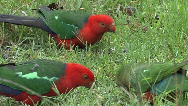 Australian King Parrot trio eating on grass close